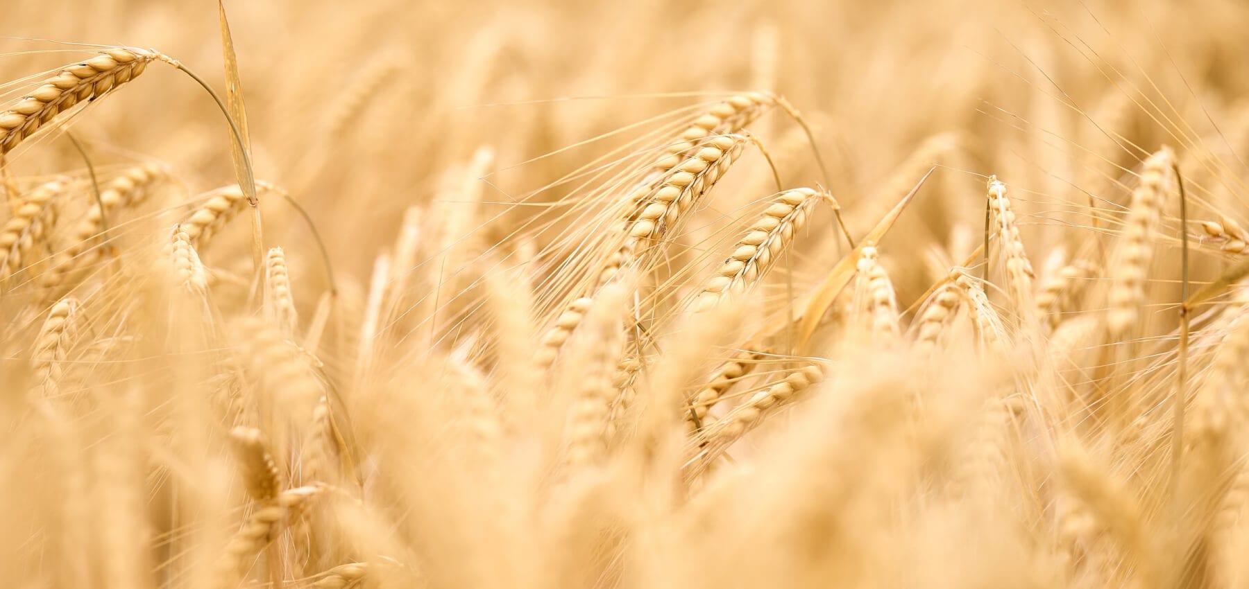 food security