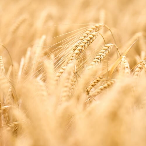 food security