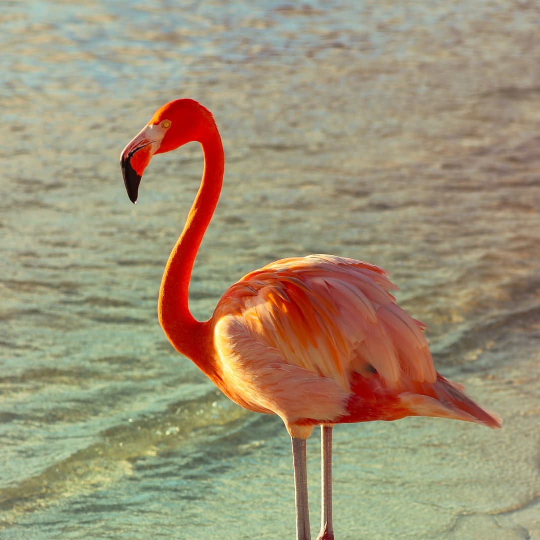 Pink flamingo standing in shallow coastal water, representing Family Office Florida and the state’s wealth management hub