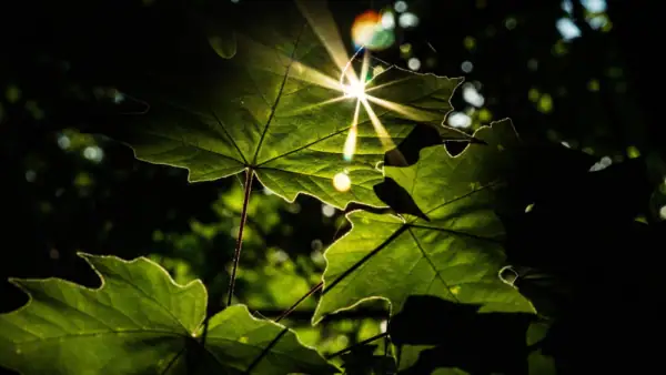 Summer Solstice Report