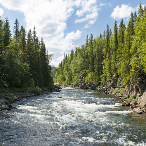 River flowing through dense forest representing seamless data integration and AI optimisation for family offices