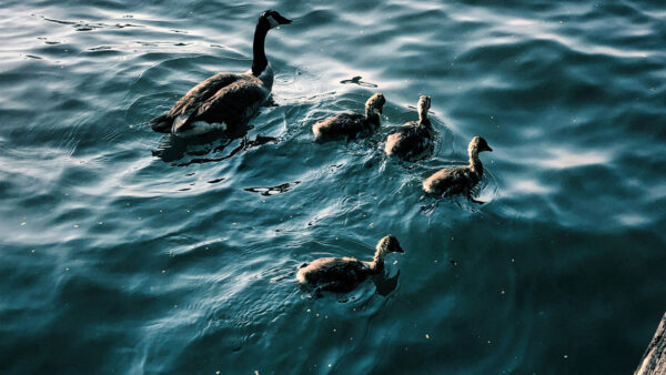 Duck family